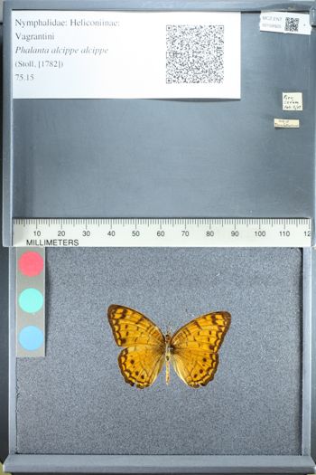 Media type: image;   Entomology 158925